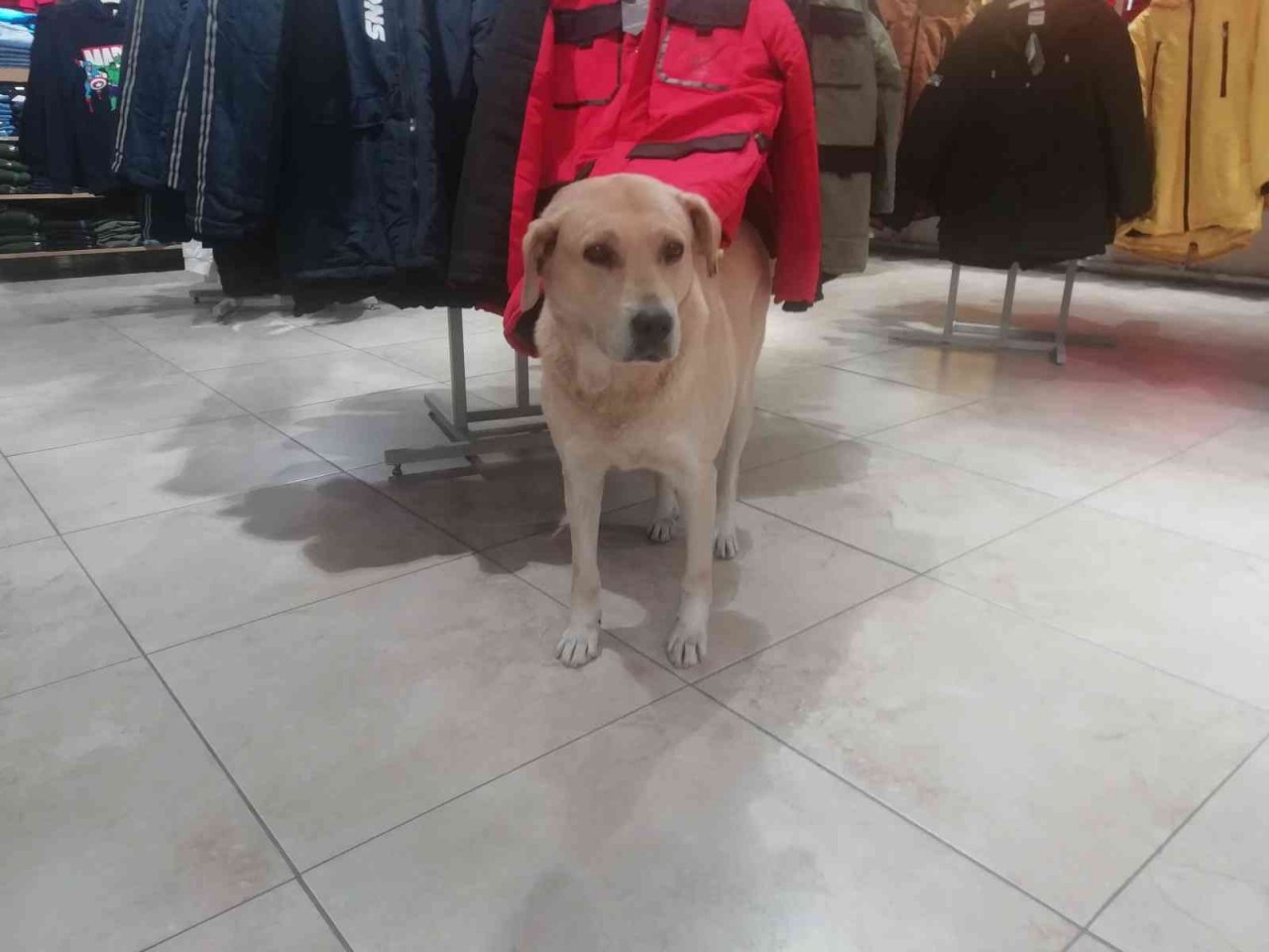 İşletmenin sürekli müşterisi olan sevimli köpek