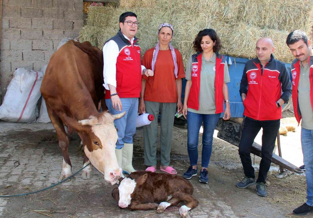 ‘Buzağına sahip çık’ projesi 13 ilçede uygulanacak