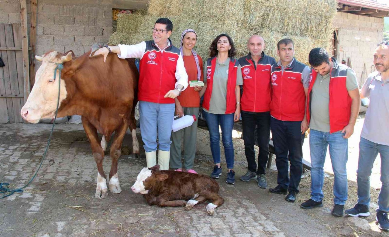 ‘Buzağına sahip çık’ projesi 13 ilçede uygulanacak
