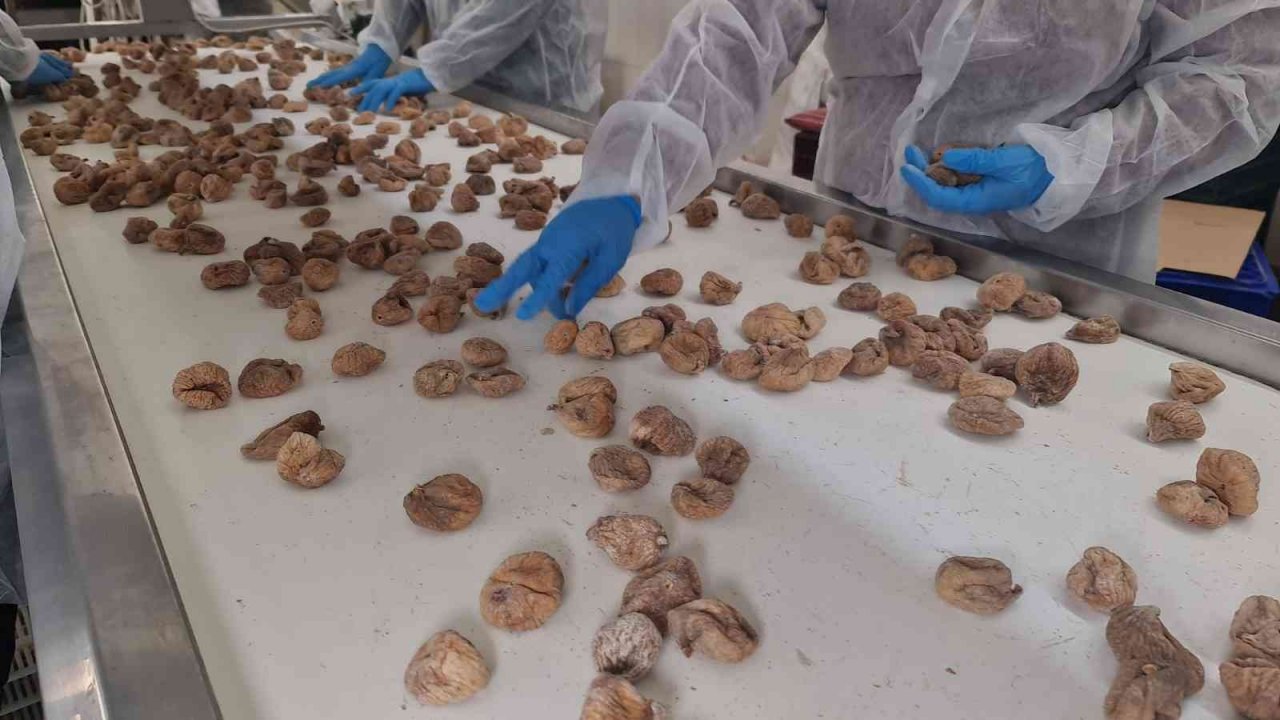 ÖRKOOP ilk ihracatını incirle yaptı