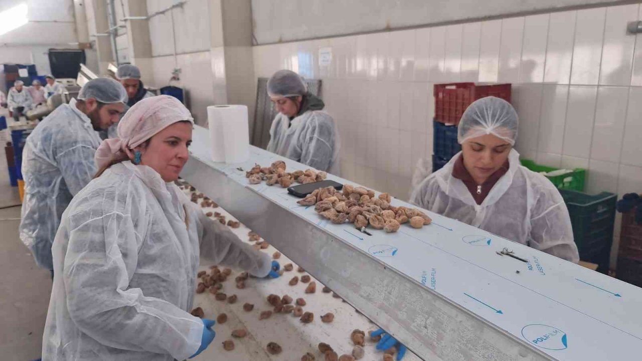 ÖRKOOP ilk ihracatını incirle yaptı