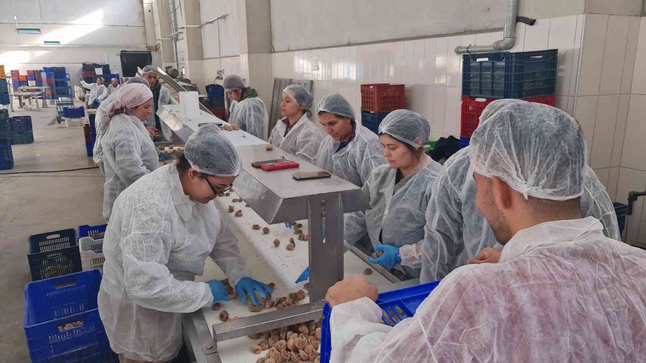 ÖRKOOP ilk ihracatını incirle yaptı