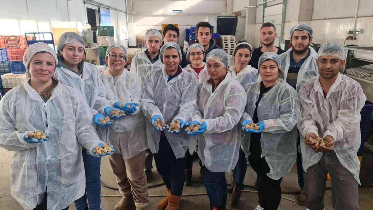 ÖRKOOP ilk ihracatını incirle yaptı