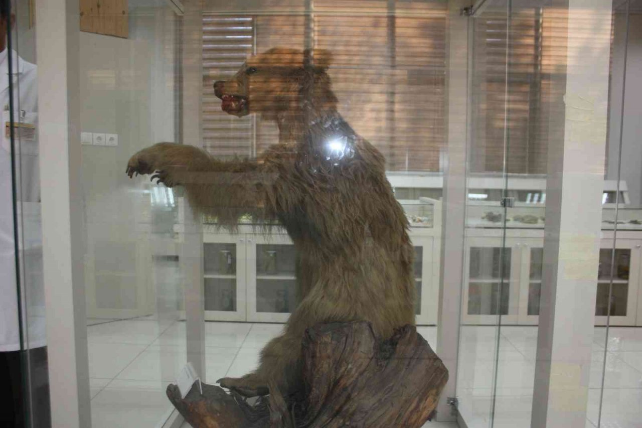 İklim krizi ayıları kış uykusuna yatırmıyor