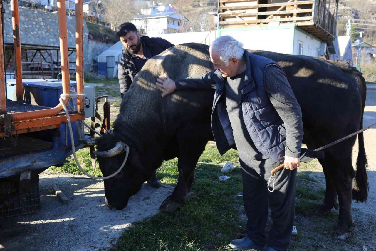 Artvin’de heykeli yapılan şampiyon boğa 500 bin liraya satıldı