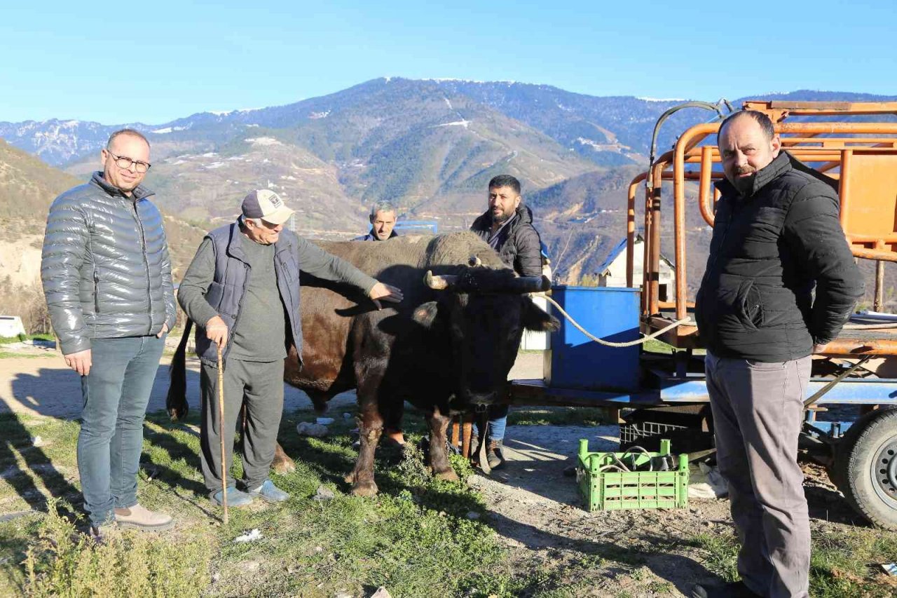 Artvin’de heykeli yapılan şampiyon boğa 500 bin liraya satıldı