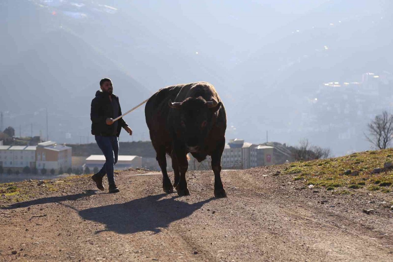 Artvin’de heykeli yapılan şampiyon boğa 500 bin liraya satıldı