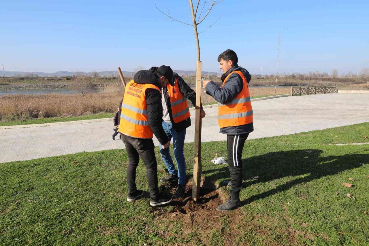 Bafra’da kökler toprakla buluşuyor