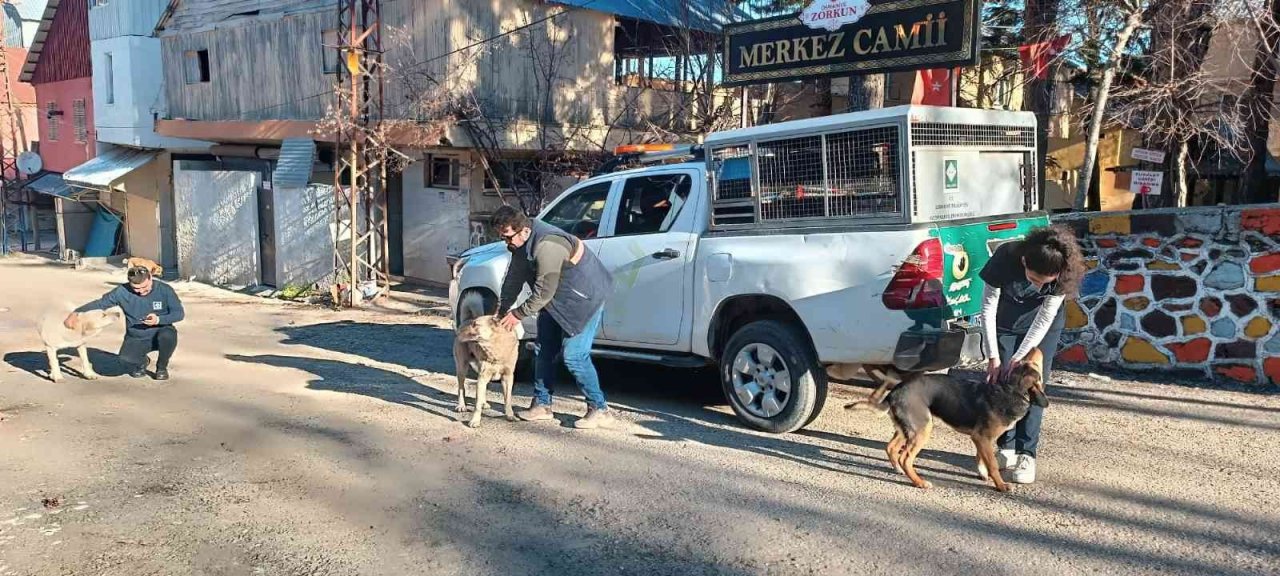 Osmaniye Belediyesi, sokak hayvanlarına umut oluyor