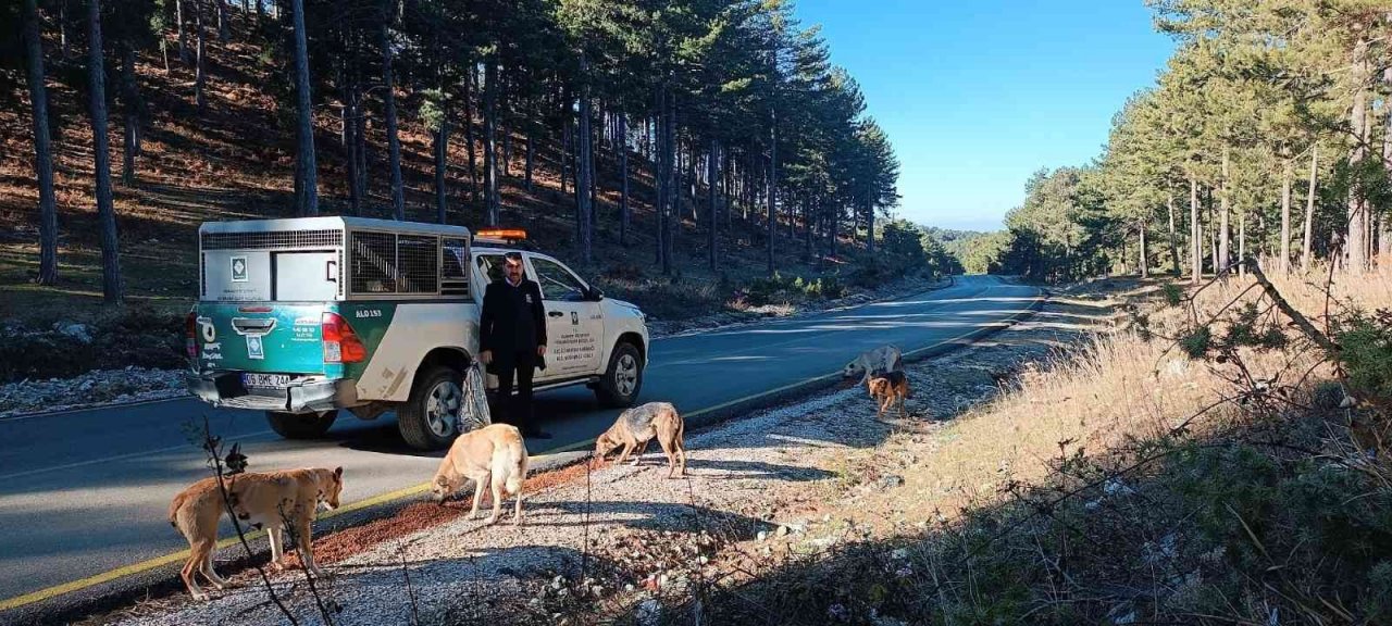 Osmaniye Belediyesi, sokak hayvanlarına umut oluyor
