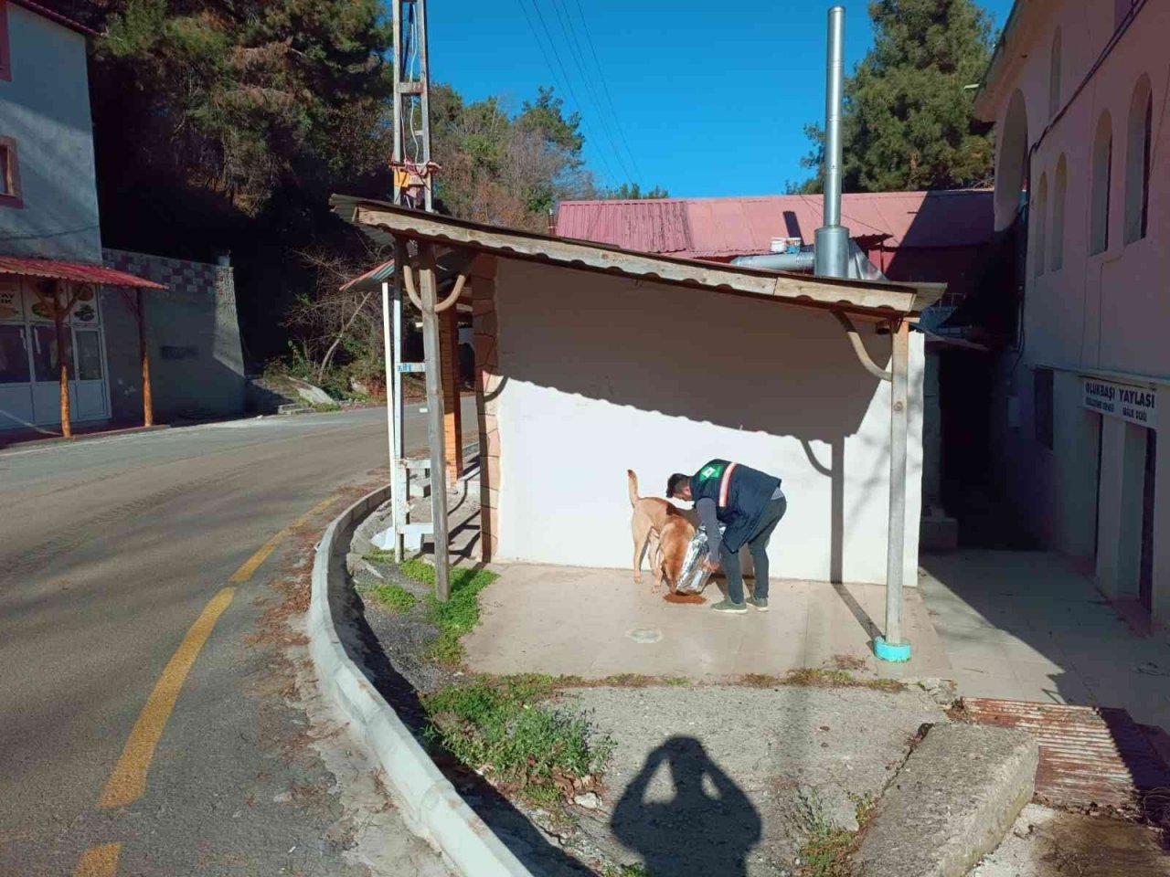 Osmaniye Belediyesi, sokak hayvanlarına umut oluyor