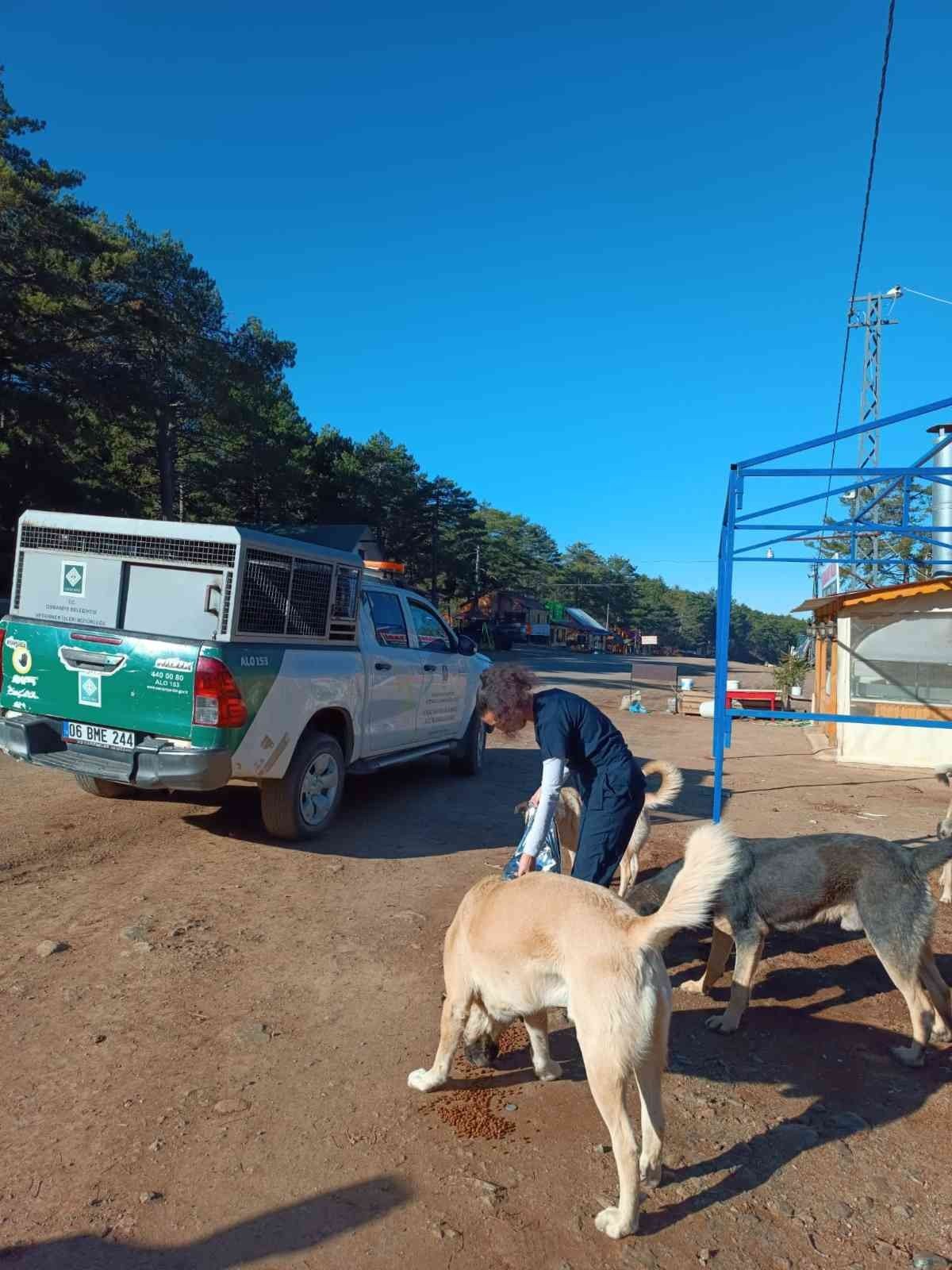 Osmaniye Belediyesi, sokak hayvanlarına umut oluyor