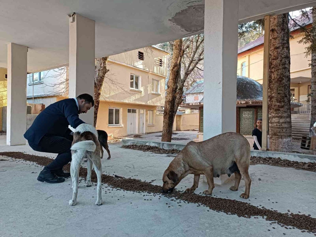 Osmaniye Belediyesi, sokak hayvanlarına umut oluyor