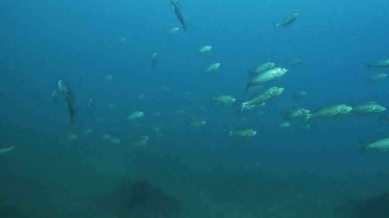 Pendik’te dalış yapan dalgıç lüfer sürüsü ile karşılaştı, o anları su altı kamerasıyla kaydetti