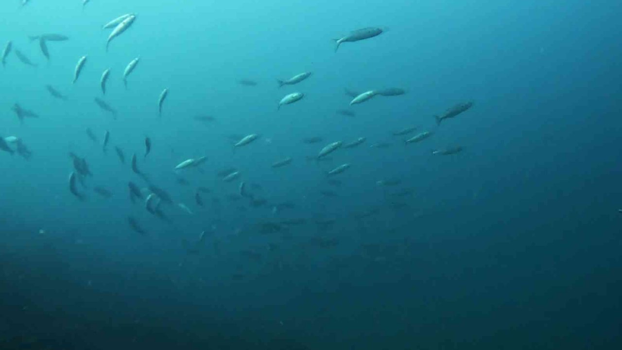 Pendik’te dalış yapan dalgıç lüfer sürüsü ile karşılaştı, o anları su altı kamerasıyla kaydetti