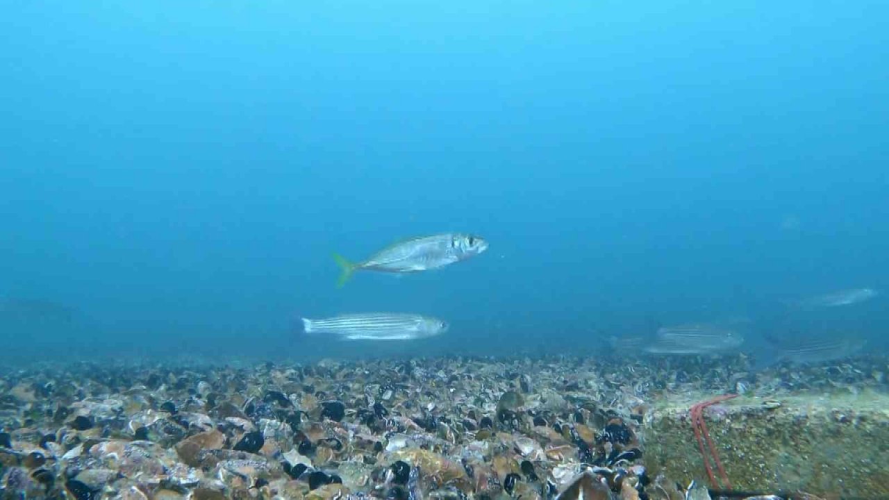 Pendik’te dalış yapan dalgıç lüfer sürüsü ile karşılaştı, o anları su altı kamerasıyla kaydetti