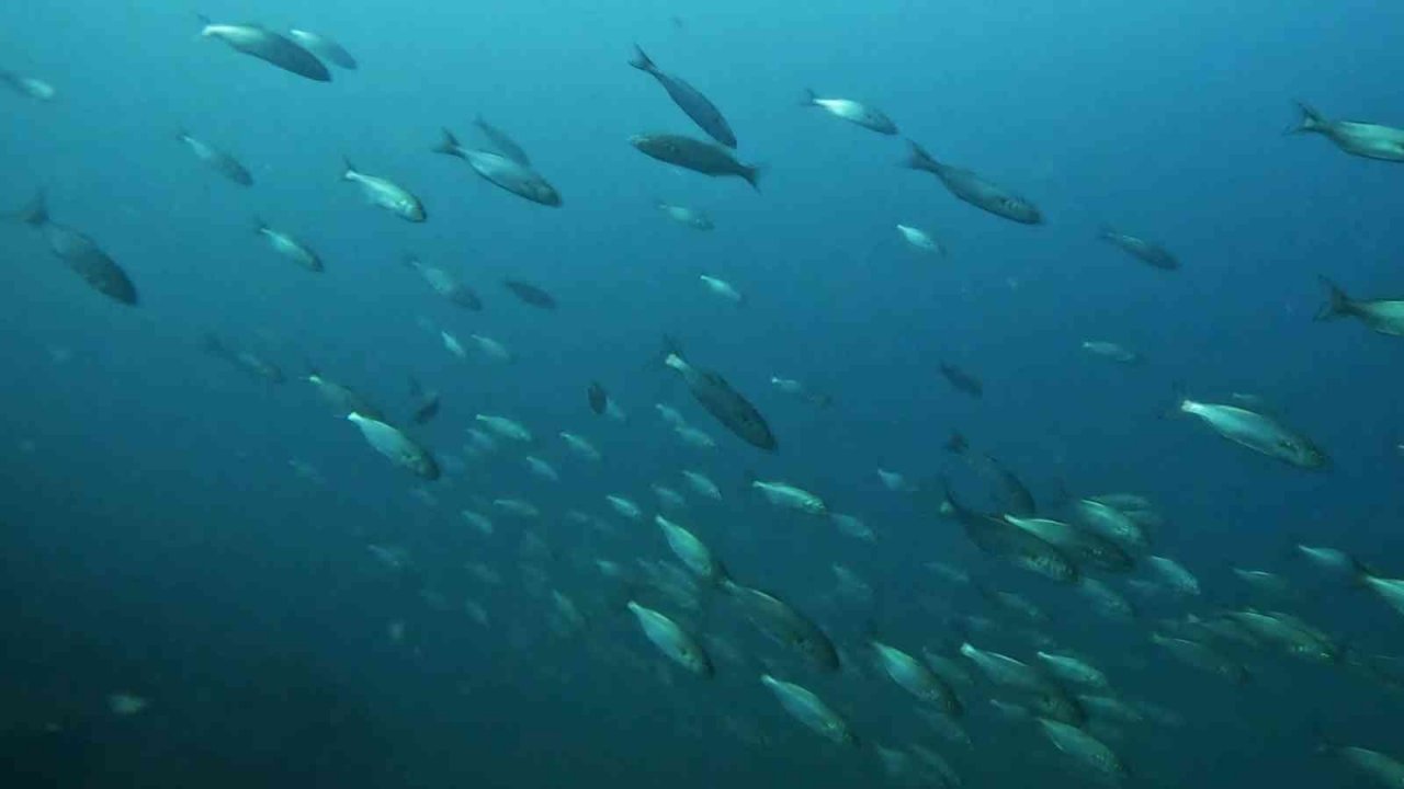 Pendik’te dalış yapan dalgıç lüfer sürüsü ile karşılaştı, o anları su altı kamerasıyla kaydetti