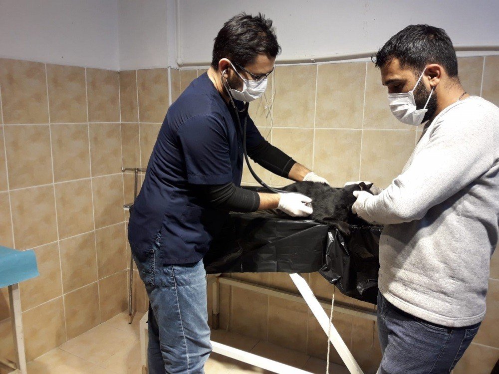 Safranbolu’da 119 sokak hayvanı sahiplendirildi