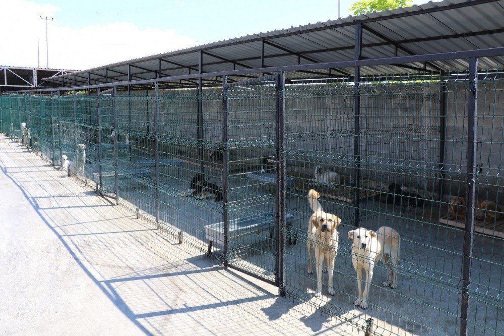 Safranbolu’da 119 sokak hayvanı sahiplendirildi