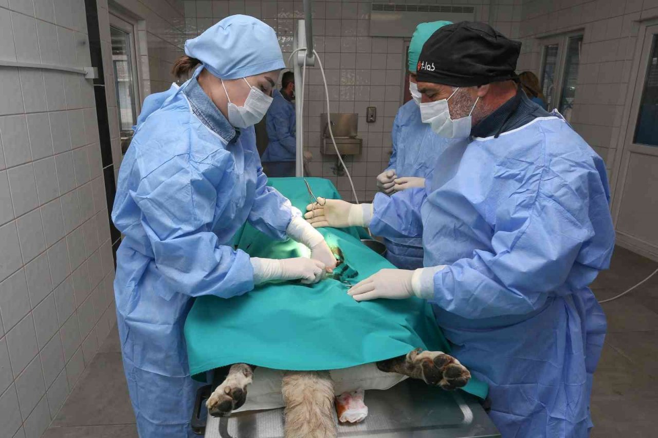 Nilüfer’de sahipsiz can dostlar kısırlaştırılıyor