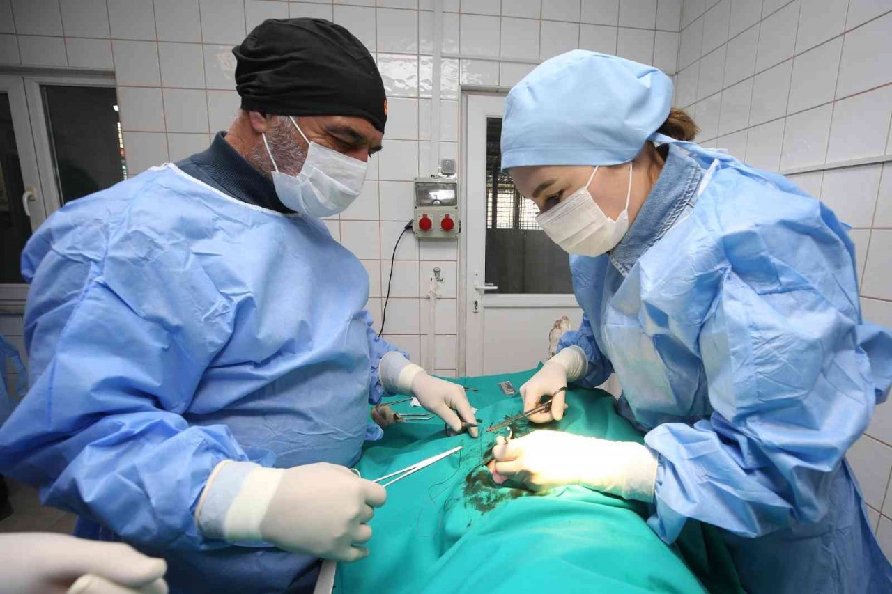 Nilüfer’de sahipsiz can dostlar kısırlaştırılıyor