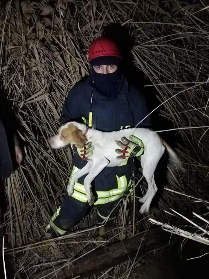 Kuyuda mahsur kalan köpeği itfaiye kurtardı