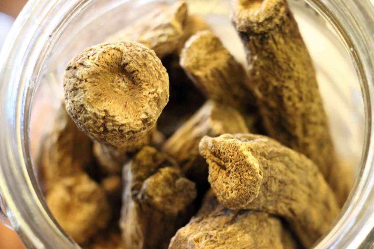 Yeryüzünün en güçlü antibiyotiği ’udi hindi’ vatandaşları hastalıklara karşı koruyor