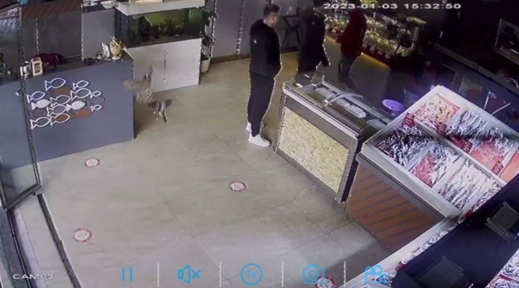 Balıkçıya giren atmaca dehşet yaşattı: O anlar kameraya yansıdı