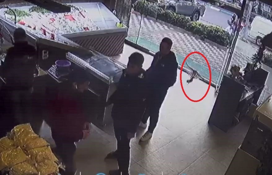 Balıkçıya giren atmaca dehşet yaşattı: O anlar kameraya yansıdı