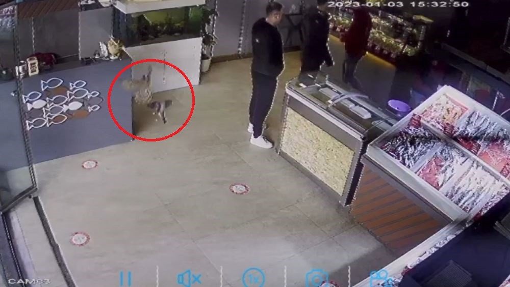 Balıkçıya giren atmaca dehşet yaşattı: O anlar kameraya yansıdı