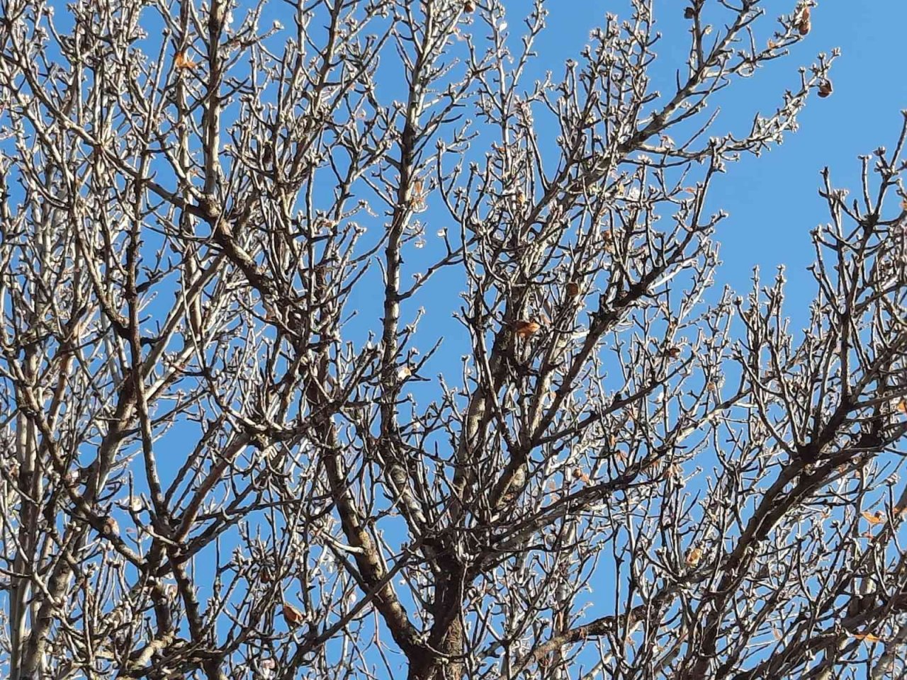 Yalancı bahara aldanan badem ağaçları çiçek açtı