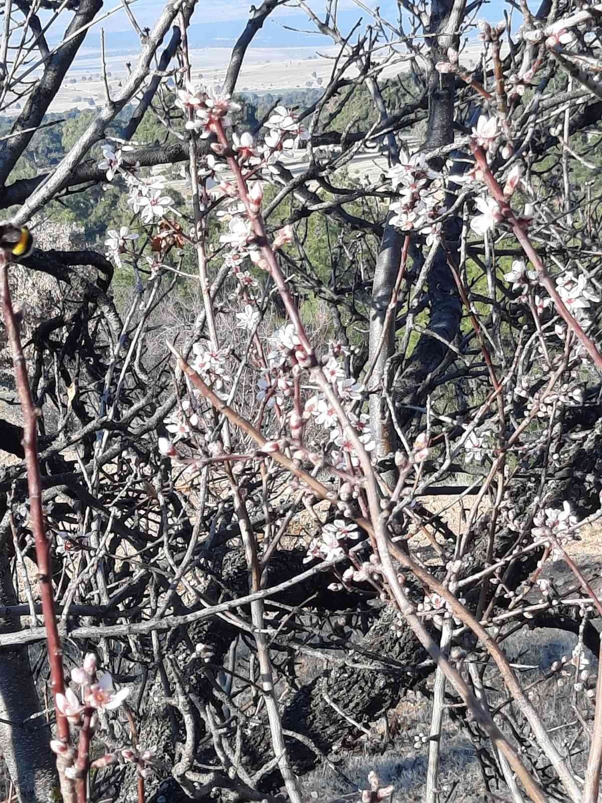 Yalancı bahara aldanan badem ağaçları çiçek açtı