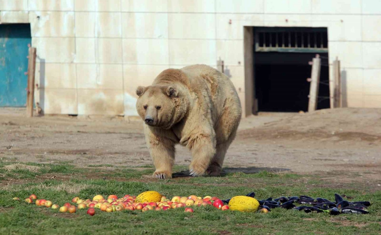 Beslenmeleri düzenli olan 7 ayı kış uykusuna yatmadı