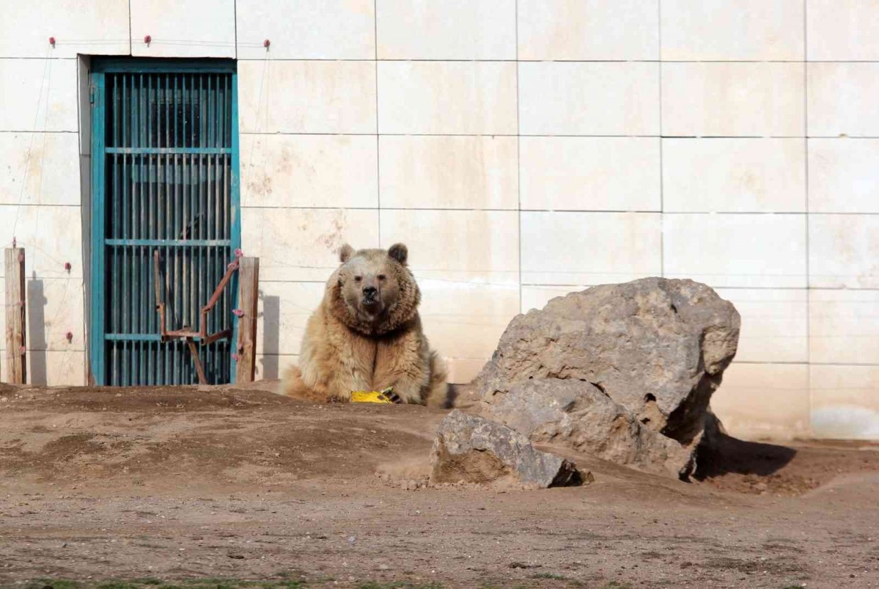 Beslenmeleri düzenli olan 7 ayı kış uykusuna yatmadı