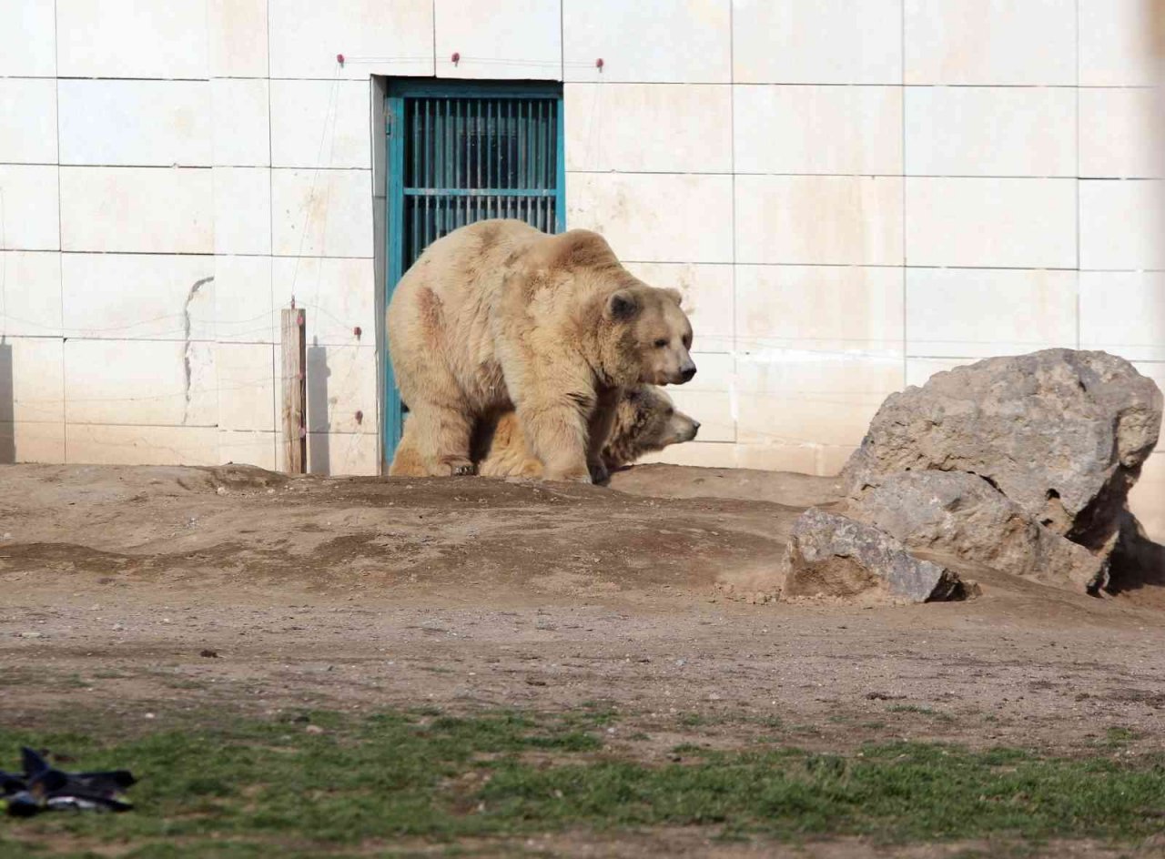Beslenmeleri düzenli olan 7 ayı kış uykusuna yatmadı
