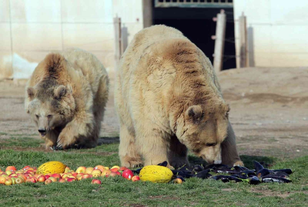 Beslenmeleri düzenli olan 7 ayı kış uykusuna yatmadı