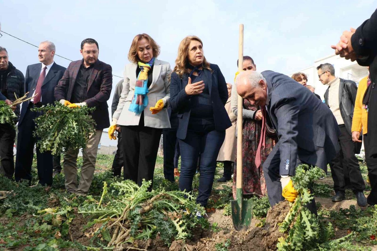 3 ayda hasat vakti geldi, kilosu 60 liradan satılıyor