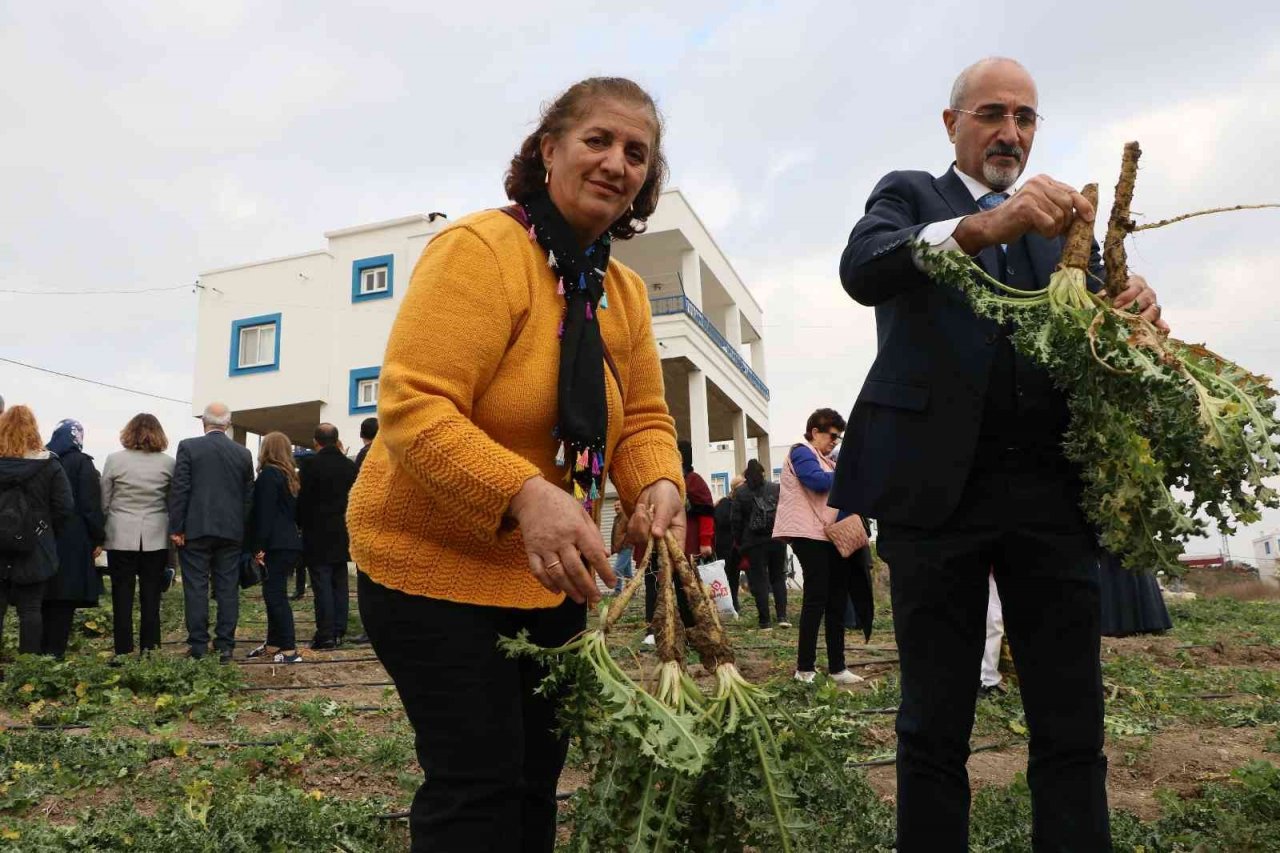 3 ayda hasat vakti geldi, kilosu 60 liradan satılıyor