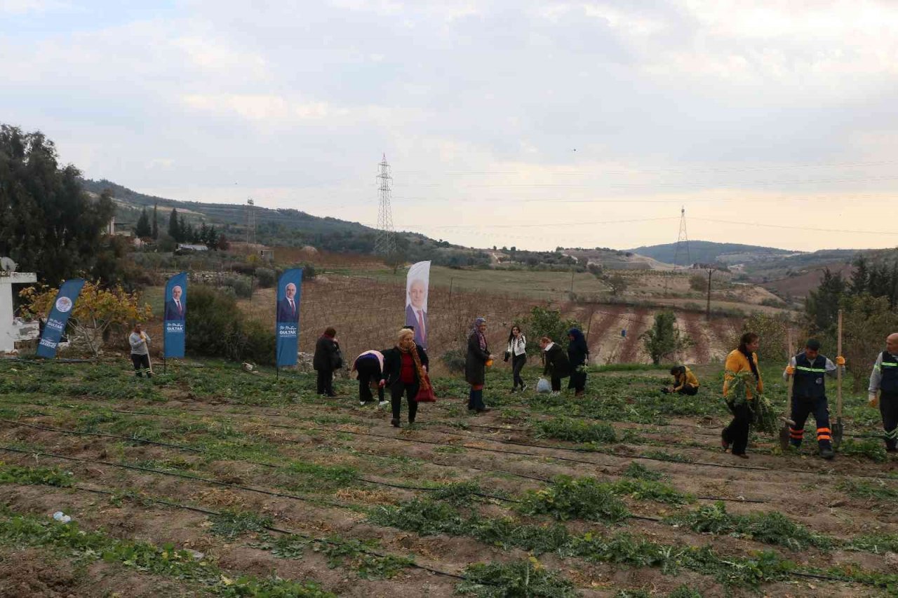 3 ayda hasat vakti geldi, kilosu 60 liradan satılıyor