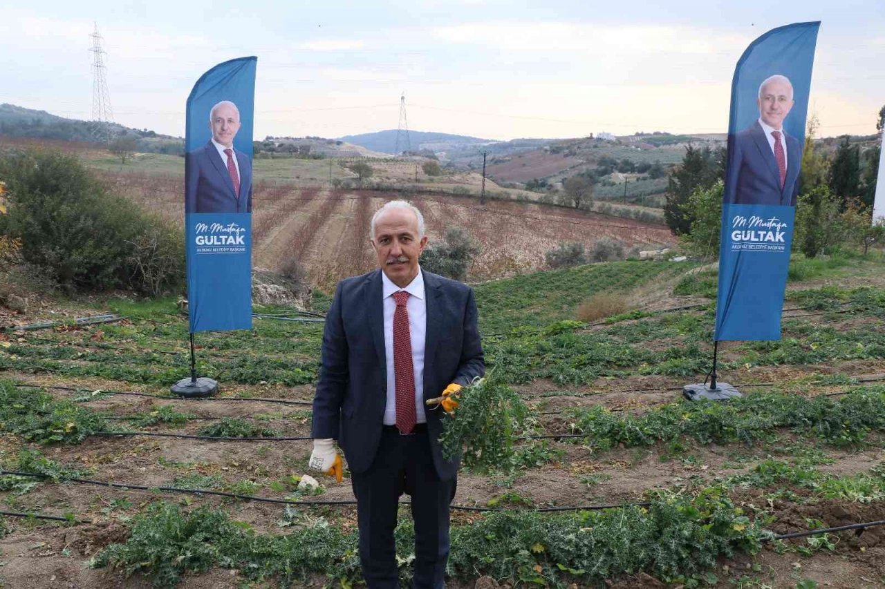 3 ayda hasat vakti geldi, kilosu 60 liradan satılıyor