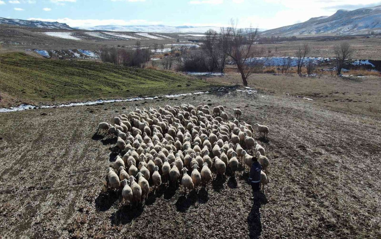 Kar yağmayınca küçükbaş hayvanlar meralarda otlamaya devam etti
