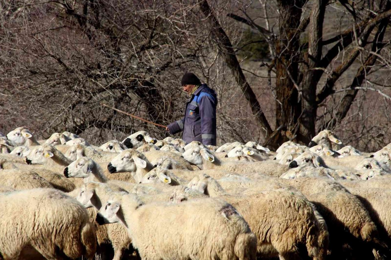 Kar yağmayınca küçükbaş hayvanlar meralarda otlamaya devam etti