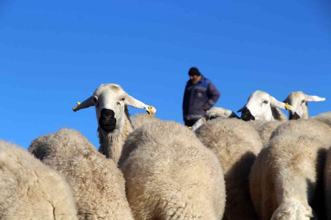 Kar yağmayınca küçükbaş hayvanlar meralarda otlamaya devam etti