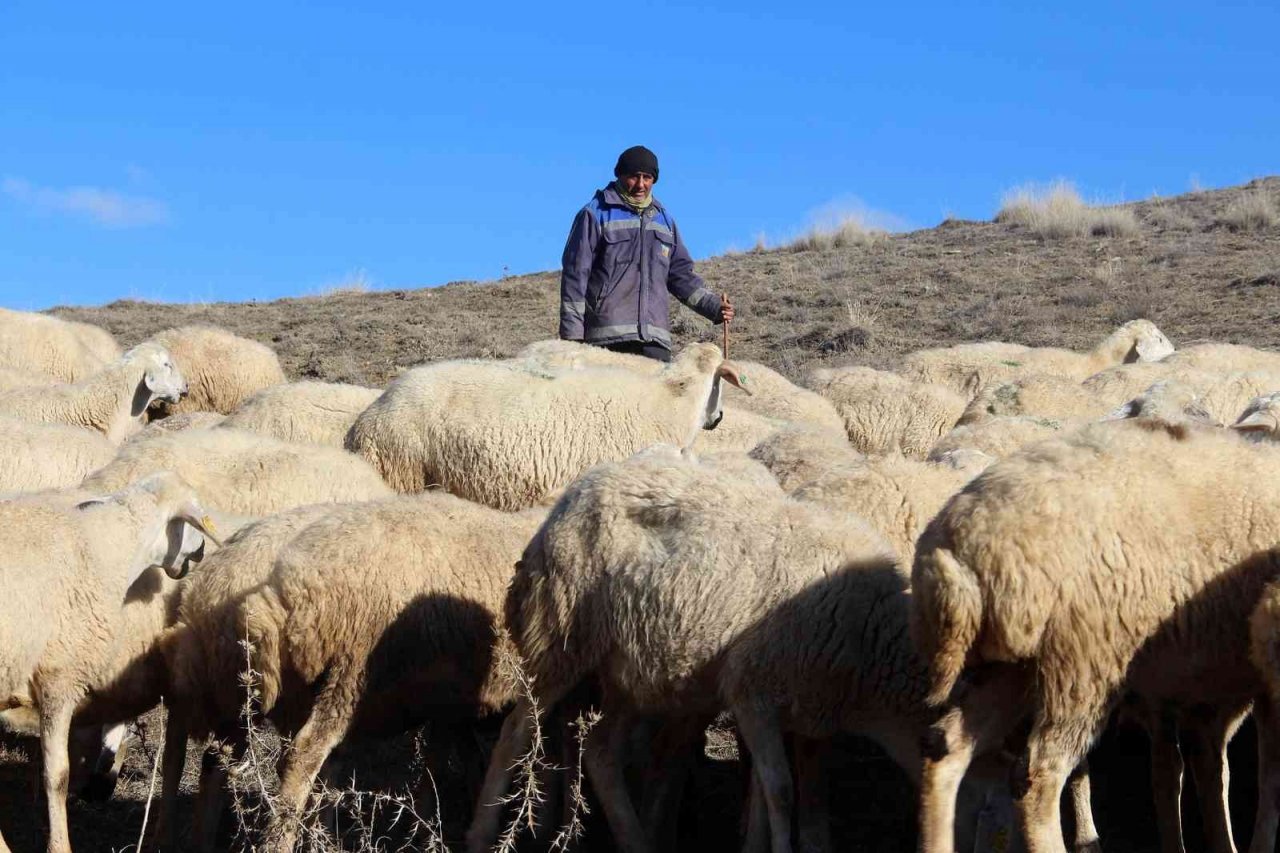 Kar yağmayınca küçükbaş hayvanlar meralarda otlamaya devam etti