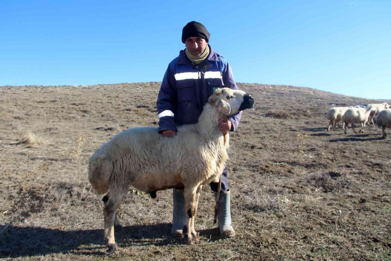 Kar yağmayınca küçükbaş hayvanlar meralarda otlamaya devam etti