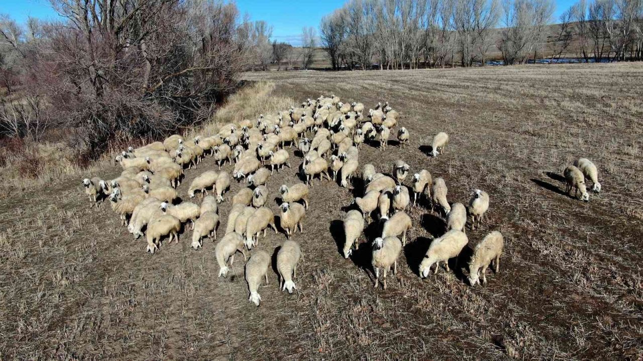 Kar yağmayınca küçükbaş hayvanlar meralarda otlamaya devam etti