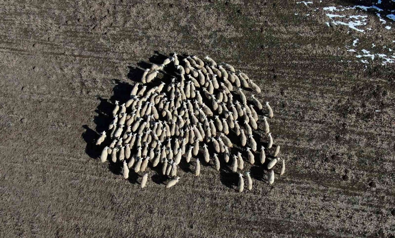 Kar yağmayınca küçükbaş hayvanlar meralarda otlamaya devam etti