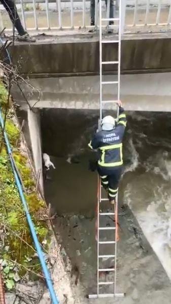 Dereye düşen köpeği itfaiye ekipleri kurtardı