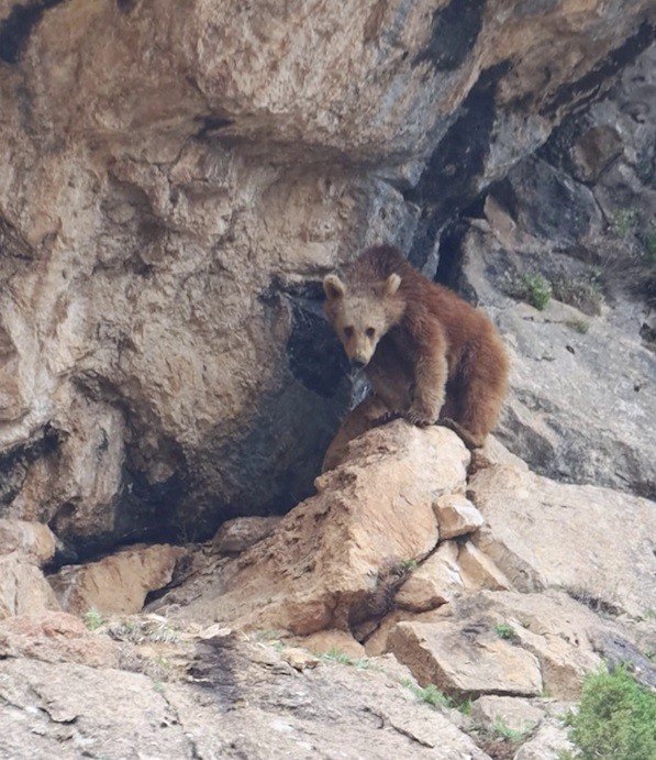 Özlenen kış gelmedi, ayılar kış uykusuna yatmadı