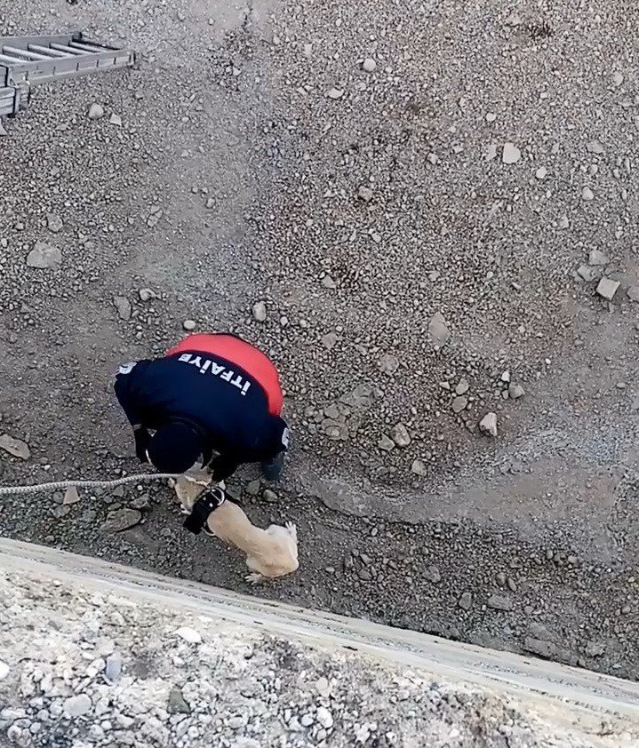 Kanala düşen köpeği itfaiye kurtardı